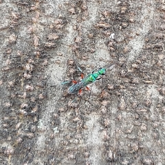 Ampulex compressa