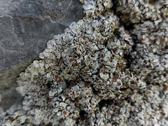 Squamarina stella-petraea