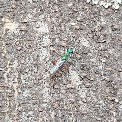 Ampulex compressa