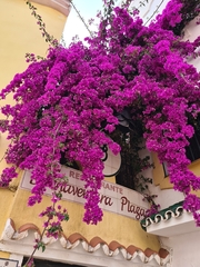 Bougainvillea