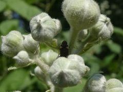 Plagiognathus arbustorum