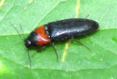 Elateridae