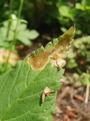 Phytomyza pubicornis