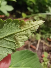 Phytomyza pubicornis