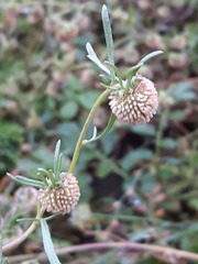 Artemisia macrocephala