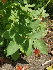 Phytomyza pubicornis