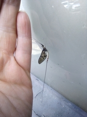 Ephemera danica