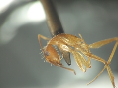 Camponotus irritans