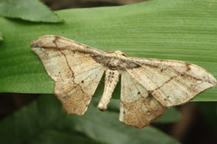 Hyposidra infixaria