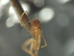 Camponotus irritans