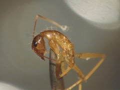 Camponotus irritans