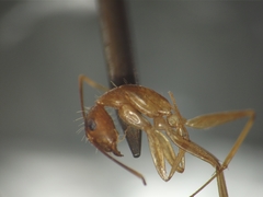 Camponotus irritans