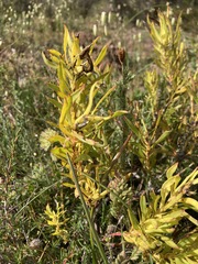 Leucadendron stelligerum