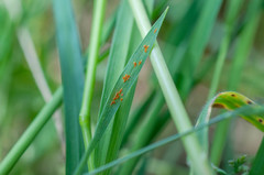 Puccinia graminis