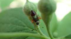 Closterotomus biclavatus