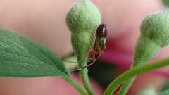 Closterotomus biclavatus