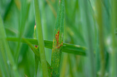 Puccinia graminis