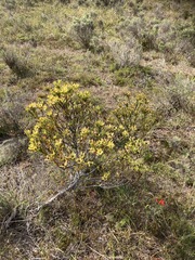 Leucadendron stelligerum