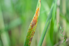 Puccinia graminis