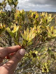 Leucadendron stelligerum