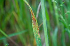 Puccinia graminis