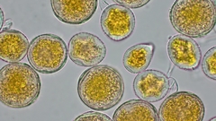 Puccinia graminis