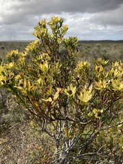 Leucadendron stelligerum