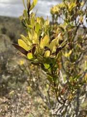 Leucadendron stelligerum