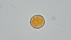 Puccinia graminis
