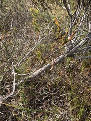Leucadendron stelligerum