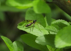 Ptychoptera contaminata
