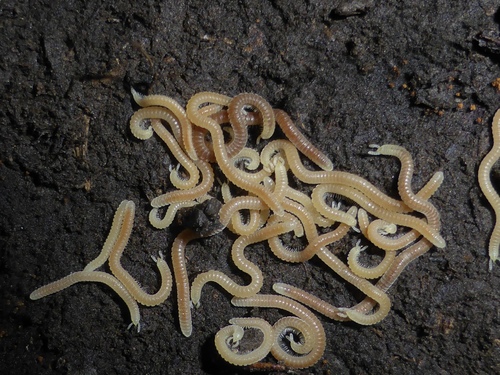 Siphonophoridae