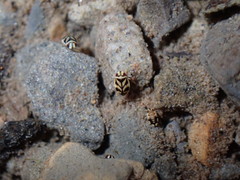 Micronecta hungerfordi