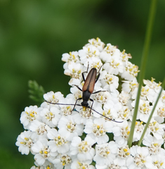 Stenurella melanura
