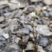 Sabulina tenuifolia tenuifolia - Photo (c) arthur_haendler，保留部份權利CC BY-NC