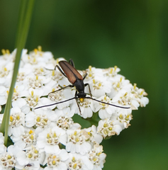 Stenurella melanura