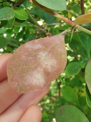 Erysiphe berberidis