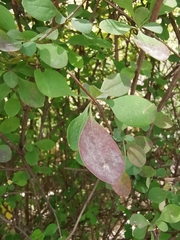 Erysiphe berberidis