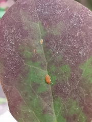 Liosomaphis berberidis