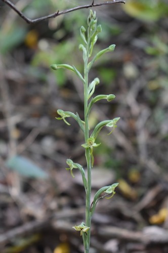 Image of Habenaria arenaria by (c) Justin Ponder, some rights reserved (CC BY)