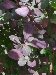 Liosomaphis berberidis