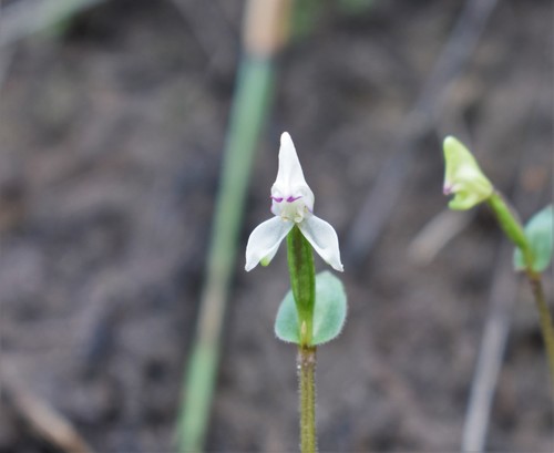 Image of Disperis macowanii by (c) Justin Ponder, some rights reserved (CC BY)