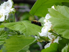 Andrena thoracica