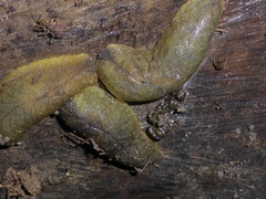 Pseudaneitea