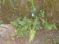 Polypodium