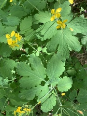 Chelidonium majus