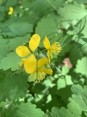 Chelidonium majus