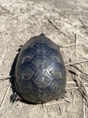 Kinosternon subrubrum