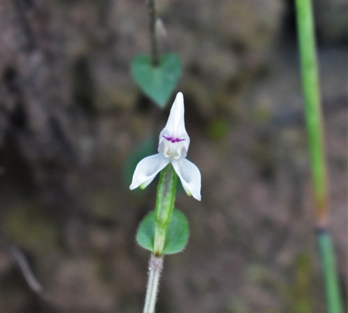 Image of Disperis macowanii by (c) Justin Ponder, some rights reserved (CC BY)