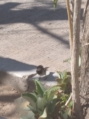 Passer domesticus